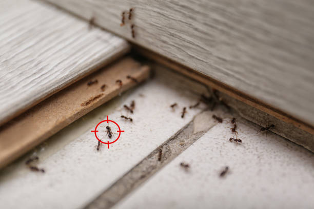 Wildlife Control Services in Hawthorne, NY