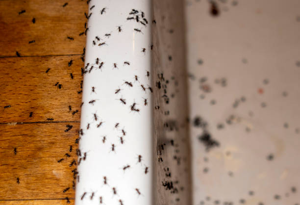 Best Affordable Pest Control Services  in Hawthorne, NY